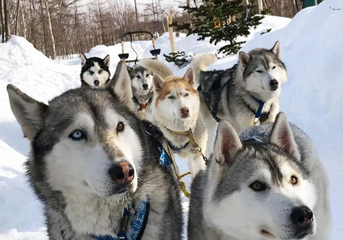 Собаки в ХаскиПарке на экскурсии от компании "Captour"